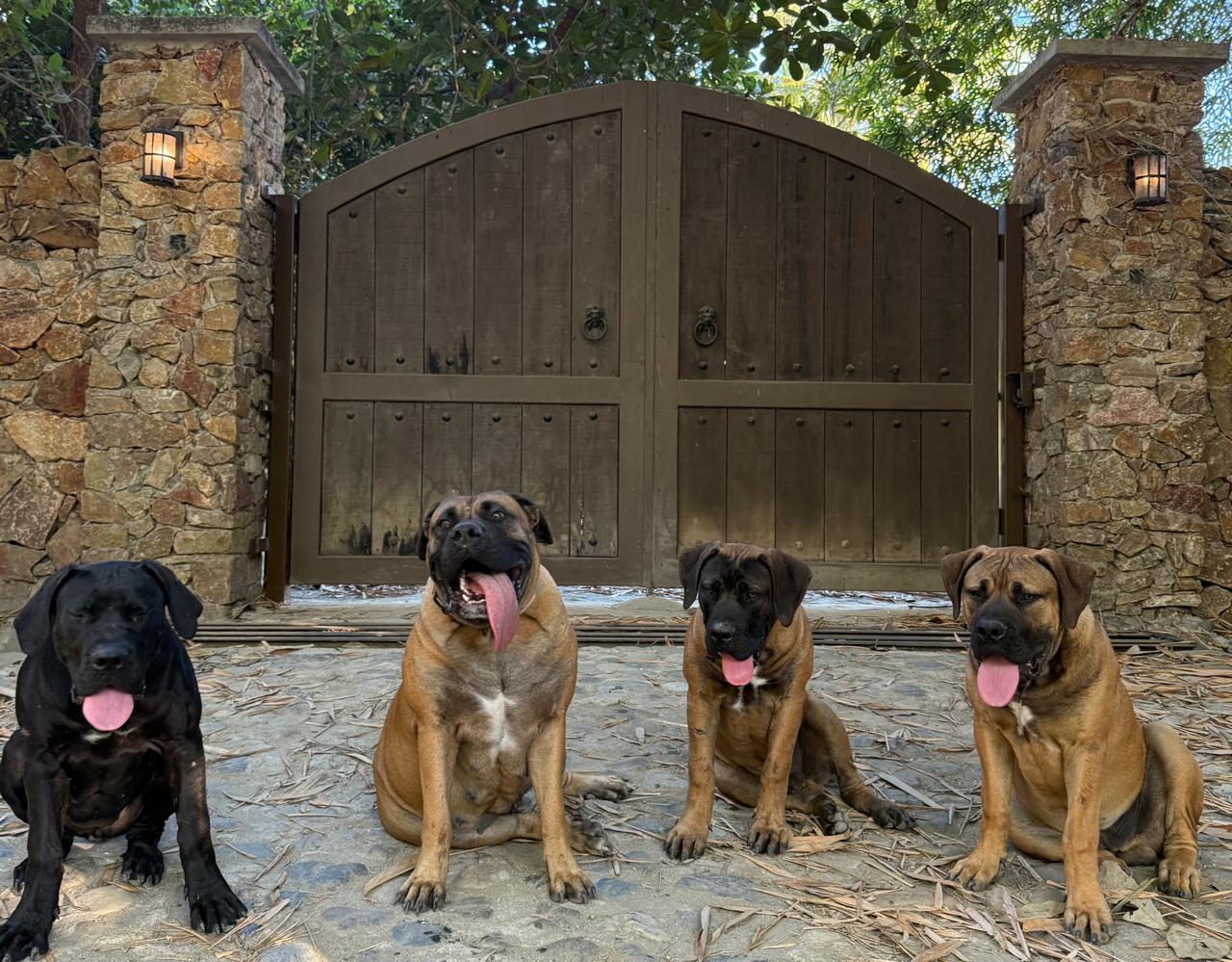 Boerboel Dogs Mexico family farm