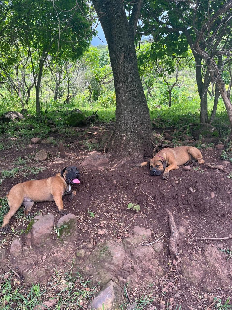 Boerboel on hillside