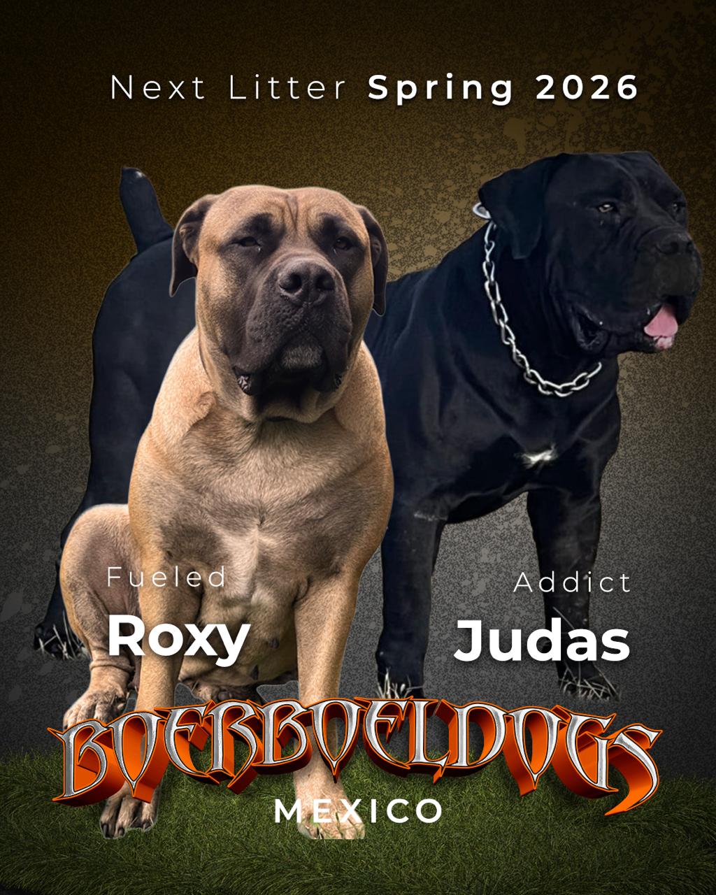 March 2026 Litter - Roxy & Judas Promotional Banner