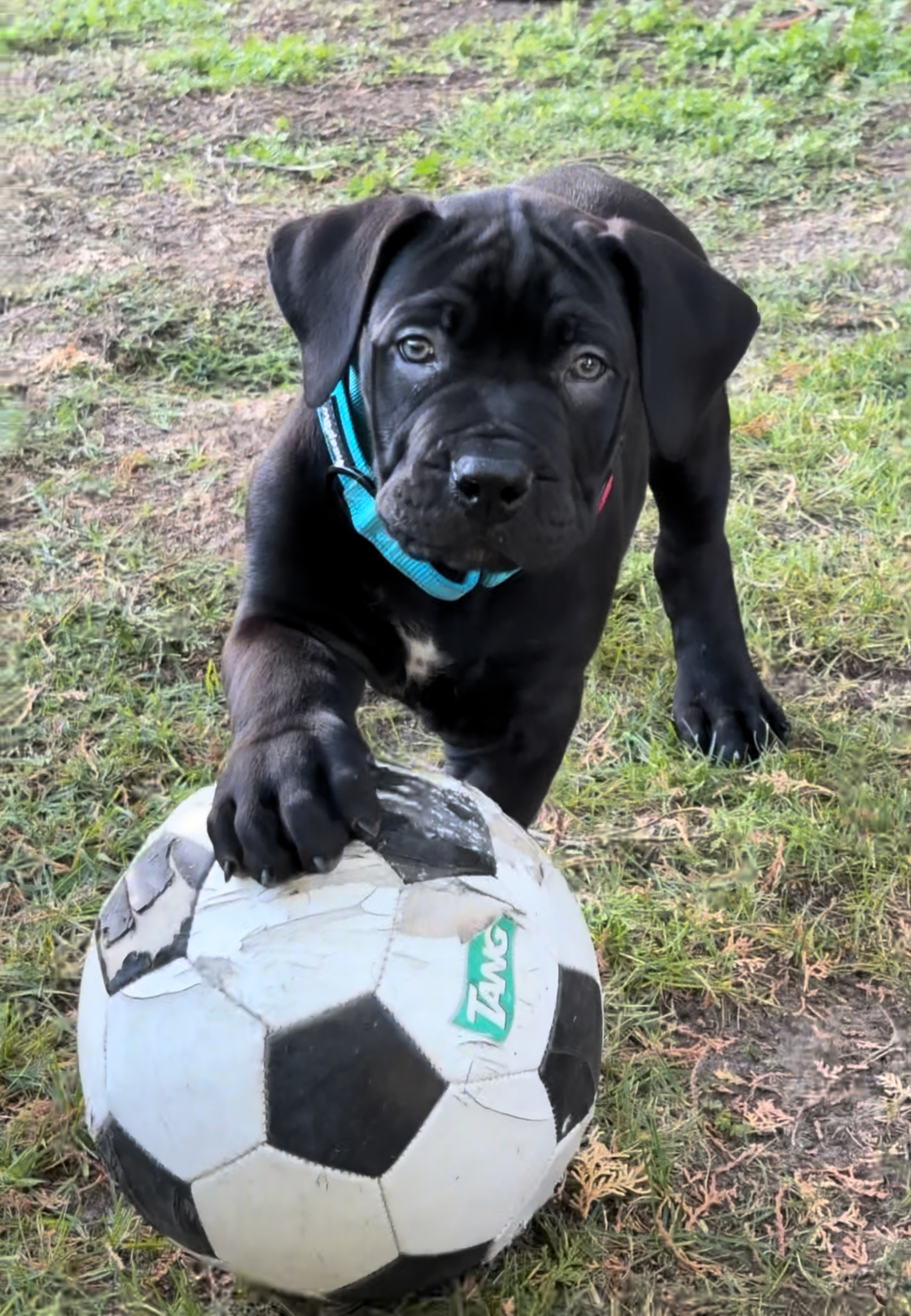Boerboel playing soccer